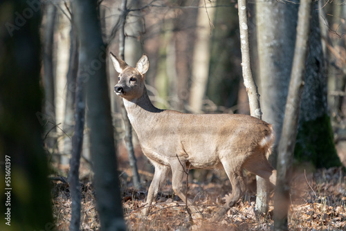 Deer in the early spring forest