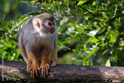 Common squirrel monkey  Saimiri sciureus  on tree in the nature.