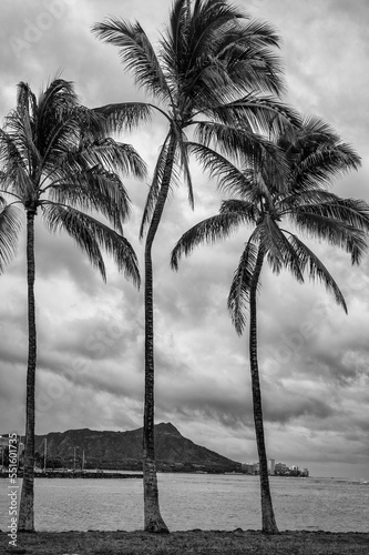 Fototapeta Naklejka Na Ścianę i Meble -  Palm Trees on a Beach in a Rain Shower.