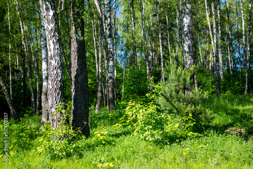 Fototapeta Naklejka Na Ścianę i Meble -  Colorful birch grove with bright green undergrowth, summer July landscape