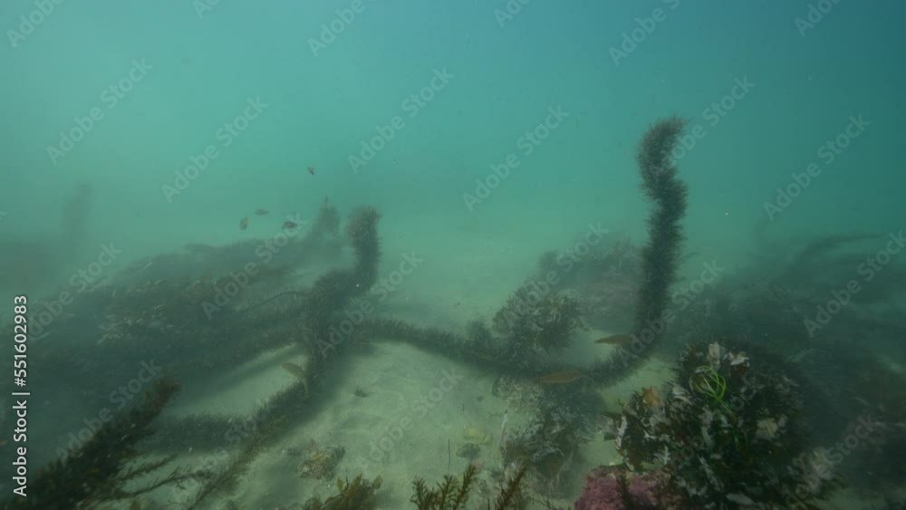 Super Slow Motion 4K 120fps: Seascape with seaweed in the Pacific Ocean, California, United States Super Slow Motion 4K 120fps: Seascape with seaweed in the Pacific Ocean, California, United States