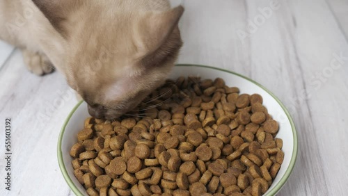 Kitten eat kibble from a large bowl. Healthy cat food and weight control, feline dry food.