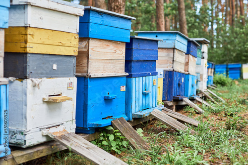 Colorful hives of bees in forest. Wooden beehives for bees near trees. © wertinio