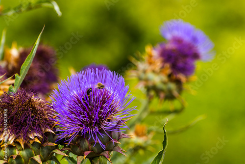 Flower of curly plumeless thistle in a garden photo