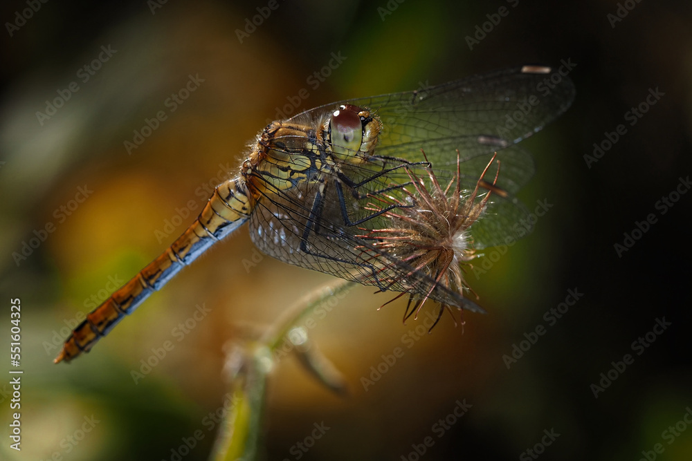 Die Großlibelle Blutrote Heidelibelle, Sympetrum sanguineum, sitzt auf einem Ast vor orange grünem hintergrund Die Großlibelle Blutrote Heidelibelle, Sympetrum sanguineum, sitzt auf einem Ast vor orange grünem hintergrund