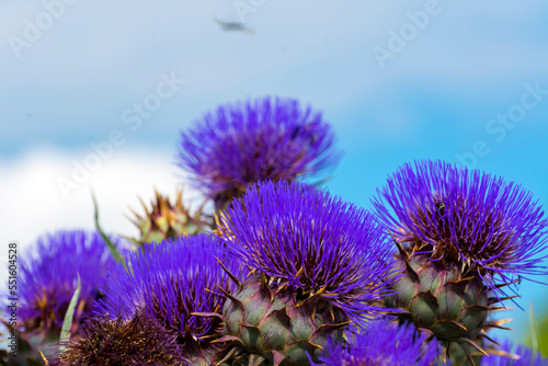 Flower of curly plumeless thistle in a garden photo