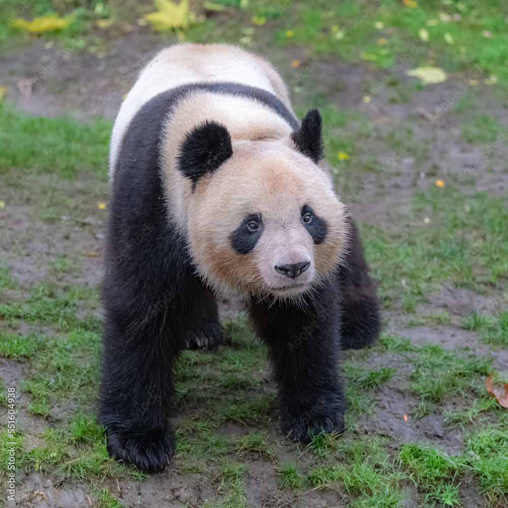 Fototapeta premium Young panda walking in the grass, portrait 