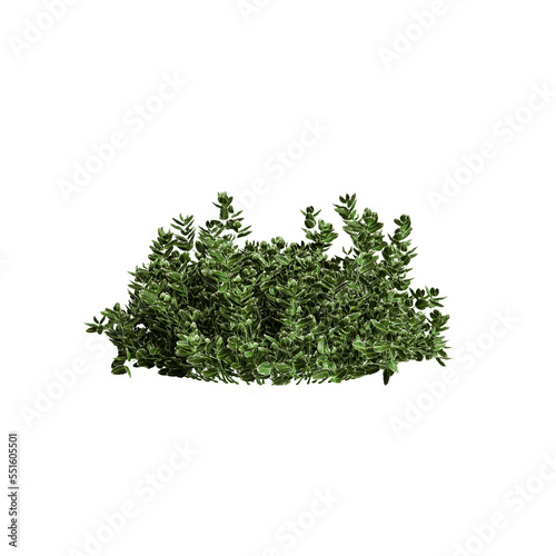 3d illustration of Euonymus hederaceus isolated on transparent background photo