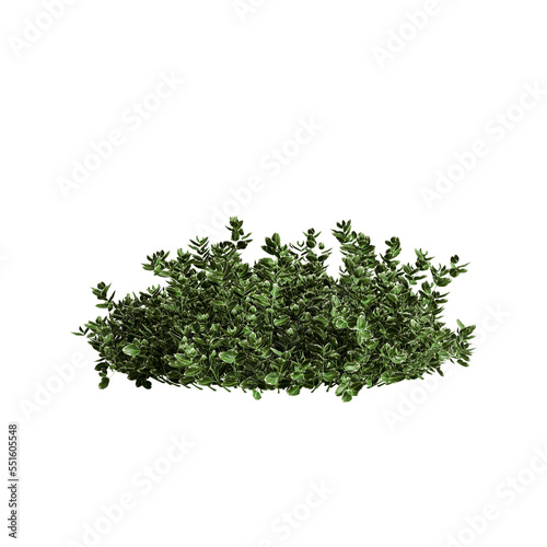 3d illustration of Euonymus hederaceus isolated on transparent background photo