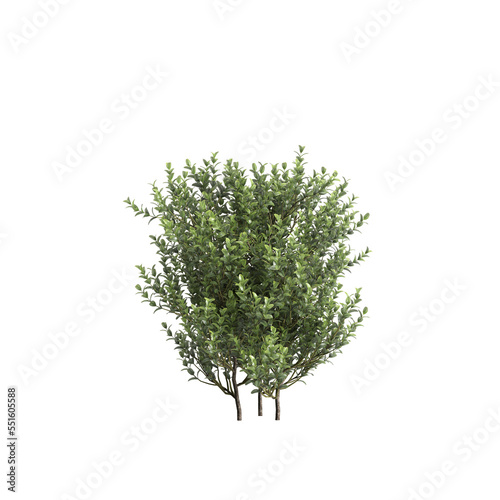 3d illustration of Buxus microphylla isolated on transparent background