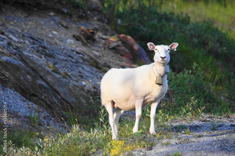 Obraz premium Sheep with Bell and GPS Tracker, on Route 17 between Nesna and Utskarpen, Norland County, Norway