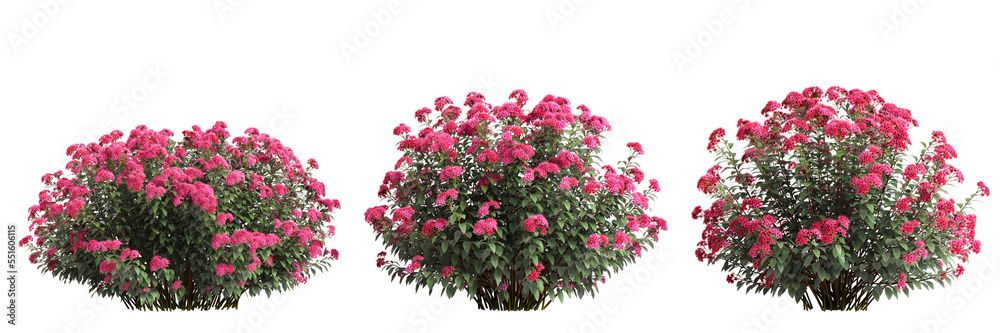 3d illustration of set Spirea Japonica bush isolated on transparent background