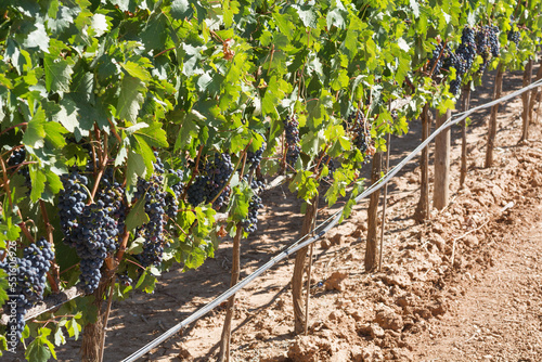 Vineyard. Ribera del Duero. Castilla y León. 