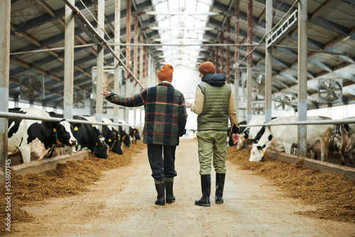 Rear view of two young workers of modern cowfarm walking along cowsheds and discussing conditions of livestock maintain