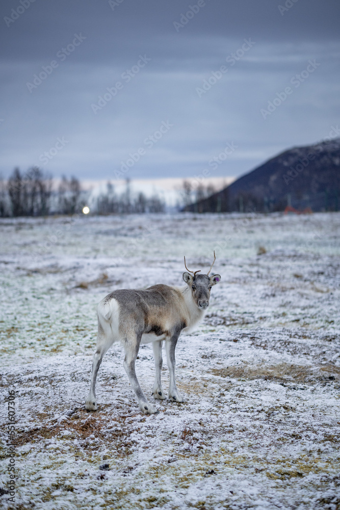 reindeer in the snow reindeer in the snow