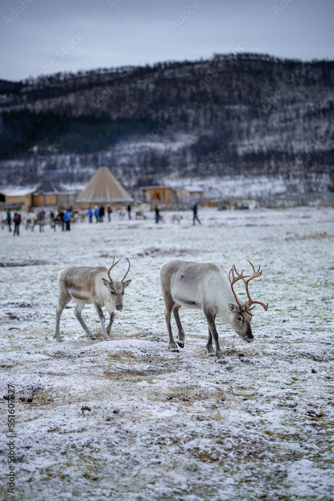 Obraz premium reindeer in the snow