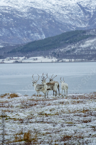 reindeer in the snow