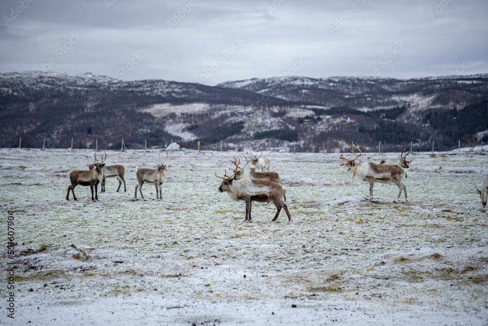 herd of reindeers