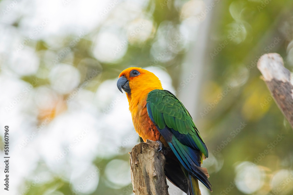 Sun Conure parrot in Chandigarh bird park Sun Conure parrot in Chandigarh bird park
