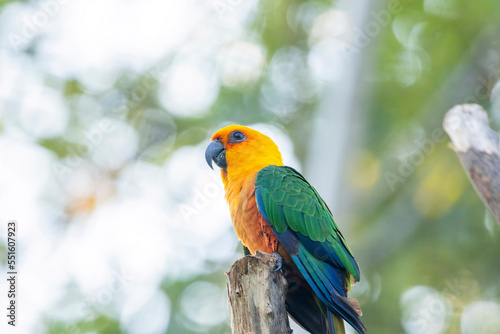Sun Conure parrot in Chandigarh bird park