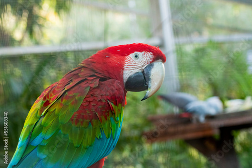 Red Macaw at the Chandigarh bird park