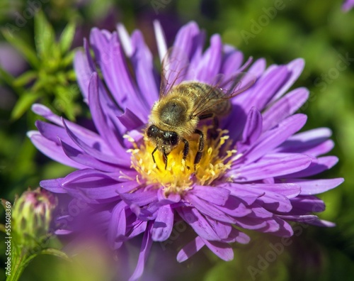 bee honeybee Apis Mellifera honey insect flower