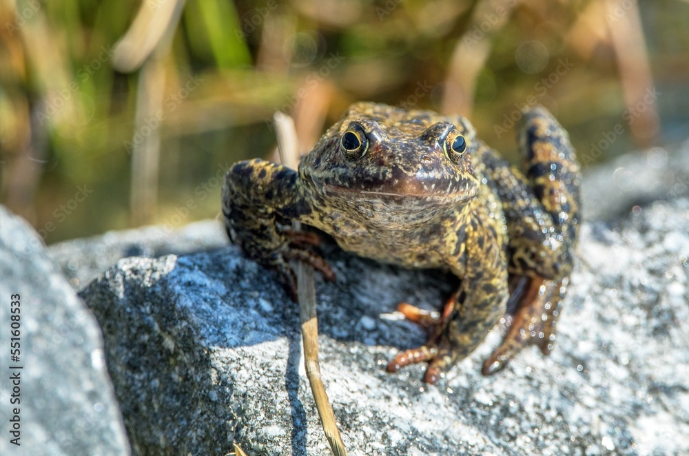 European Common brown grass Frog Rana temporaria European Common brown grass Frog Rana temporaria