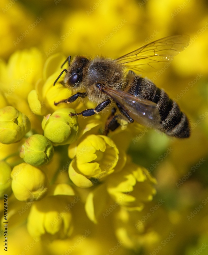 bee or honeybee Apis Mellifera on yellow flower bee or honeybee Apis Mellifera on yellow flower