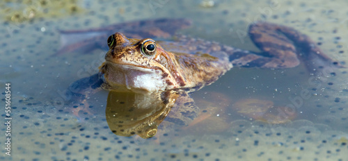 European Common brown Frog Rana temporaria with eggs photo