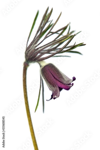Foto pasqueflower or pasque flower Pulsatilla pratensis