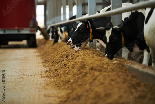 Focus on group of purebred dairy cows standing along cowshed and eating forage against machine spreading fodder moving away photo