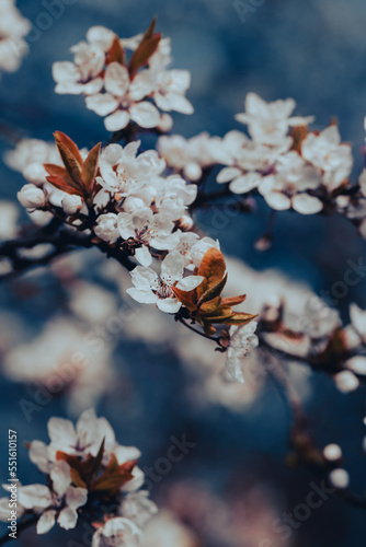 Beautiful floral spring abstract background of nature.