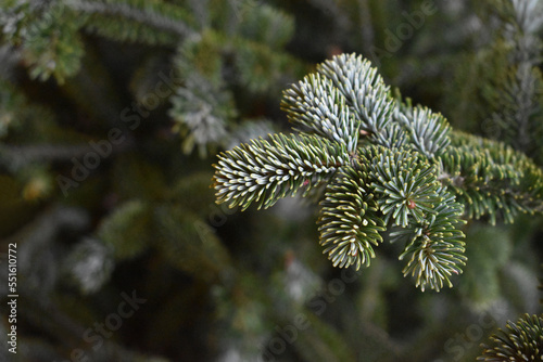 Fraser Fir Christmas Tree Holiday Branch Close Up Texture Background with Copy Space photo