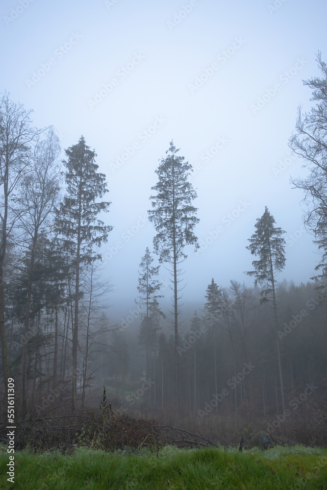 november morning in the foggy forest november morning in the foggy forest