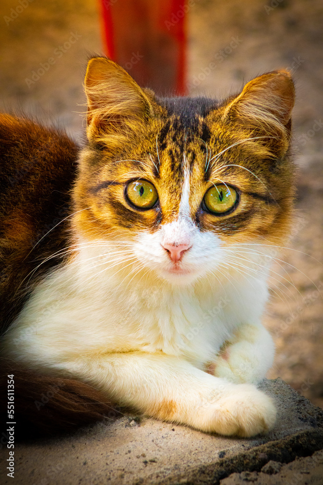 Fototapeta premium Soft Kitty, Warm Kitty...