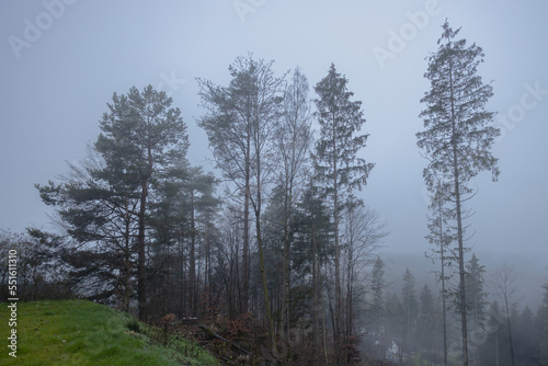 november morning in the foggy forest