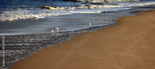 Strandläufer an der Nordseeküste photo