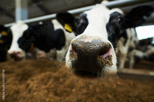Selective focus on nose of black-and-white purebred dairy cow standing in cowshed and reaching out head to camera while eating forage