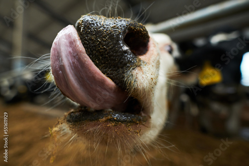 Selective focus on front part of muzzle of purebread dairy cow licking nose while eating fresh fodder from feeder in cowshed of cattle farm photo