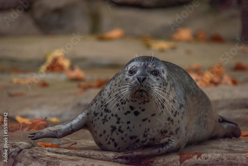 Seal water animal near dirty pond in autumn dark day