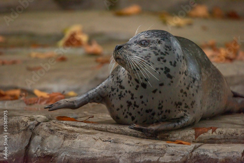 Fototapeta Naklejka Na Ścianę i Meble -  Seal water animal near dirty pond in autumn dark day