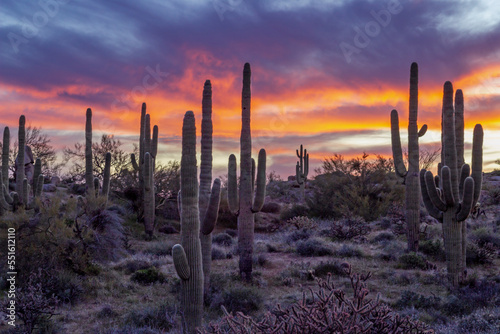 Sunrise Desert Landscape With Stand Of Saguaro Cactus