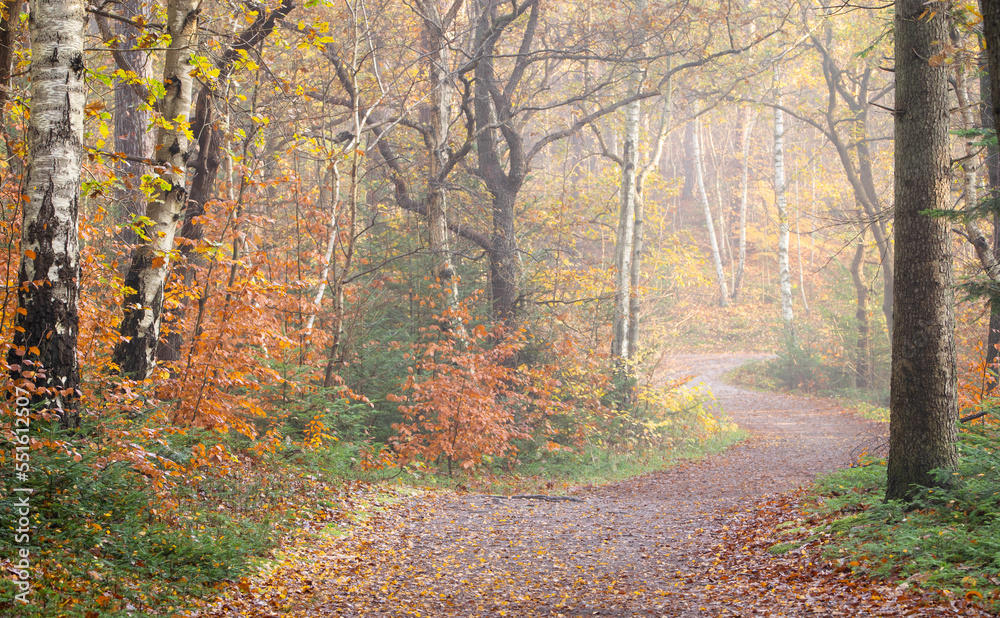 Obraz premium yellow berch