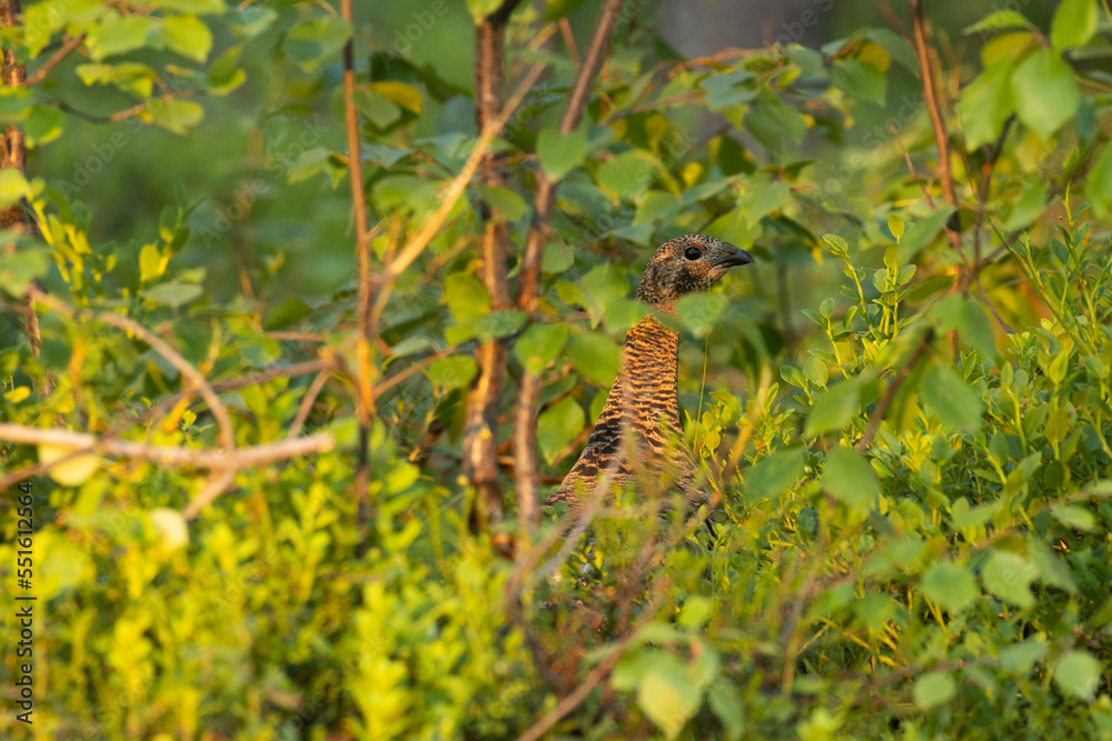 A close-up of watchful female Western capercaillie behind leaves on an early summer morning near Kuusamo, Northern Finland A close-up of watchful female Western capercaillie behind leaves on an early summer morning near Kuusamo, Northern Finland