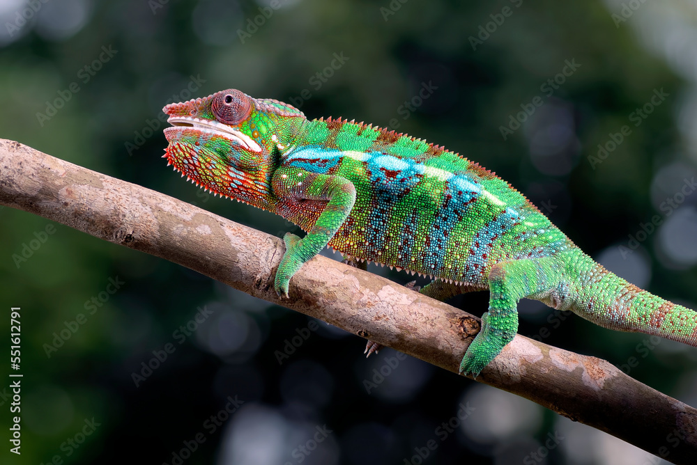Fototapeta premium Juvenile panther chameleon on a tree branch