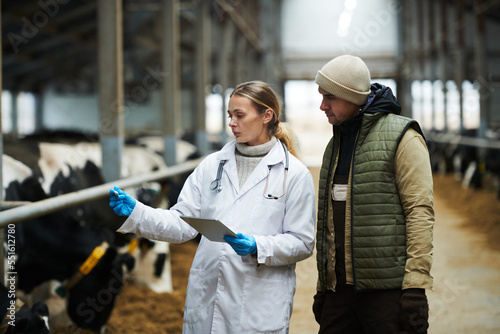 Young female veterinarian in labcoat and gloves looking at thermometer and talking to male worker of cowfarm during check-up of cattle