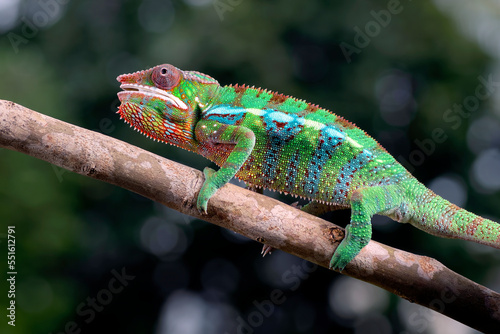 Juvenile panther chameleon on a tree branch