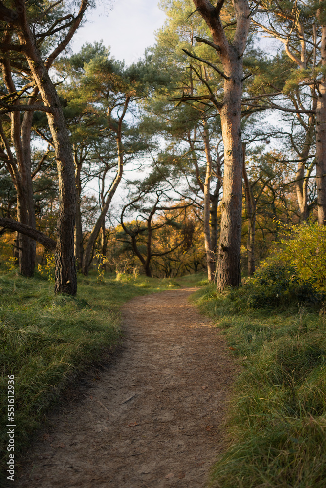 Fototapeta premium path in the woods