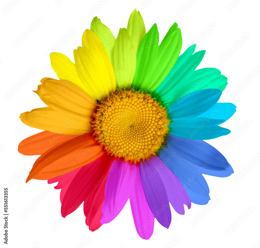 PNG close-up rainbow painting color chamomile flower on tranparent background.
