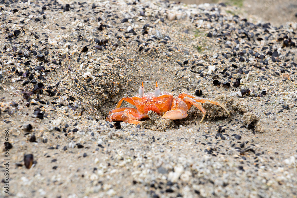 Close-up of red shore crab with pointed eyes in the sand on the Pacific Ocean of Peru, South America Close-up of red shore crab with pointed eyes in the sand on the Pacific Ocean of Peru, South America